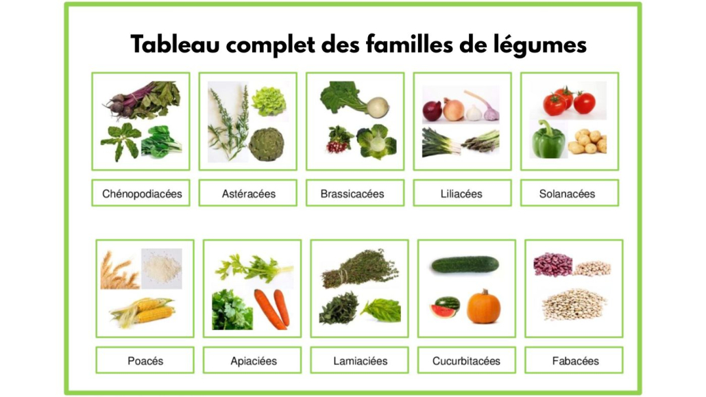 famille de légumes famille de légumes