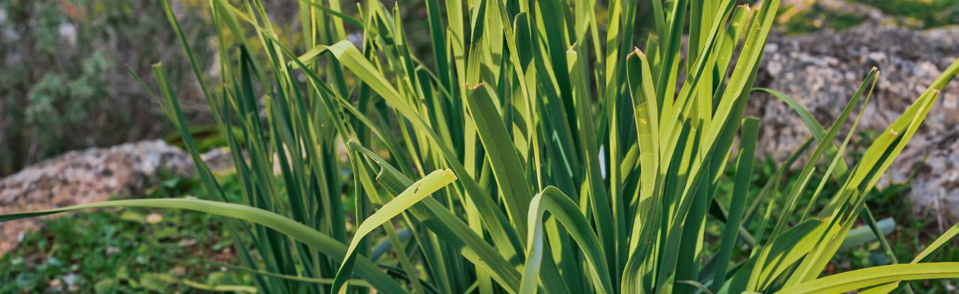 Plante à feuillage ornemental résistante au vent et au sel – aménagement paysager par Au Jardin des Rêves à Pornic