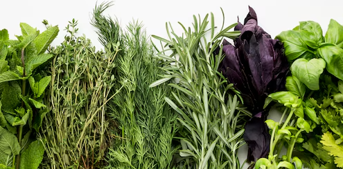 herbes aro au jardin des rêves, paysagiste pornic