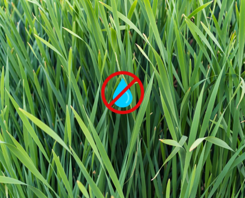 au jardin des rêves, paysagiste pornic