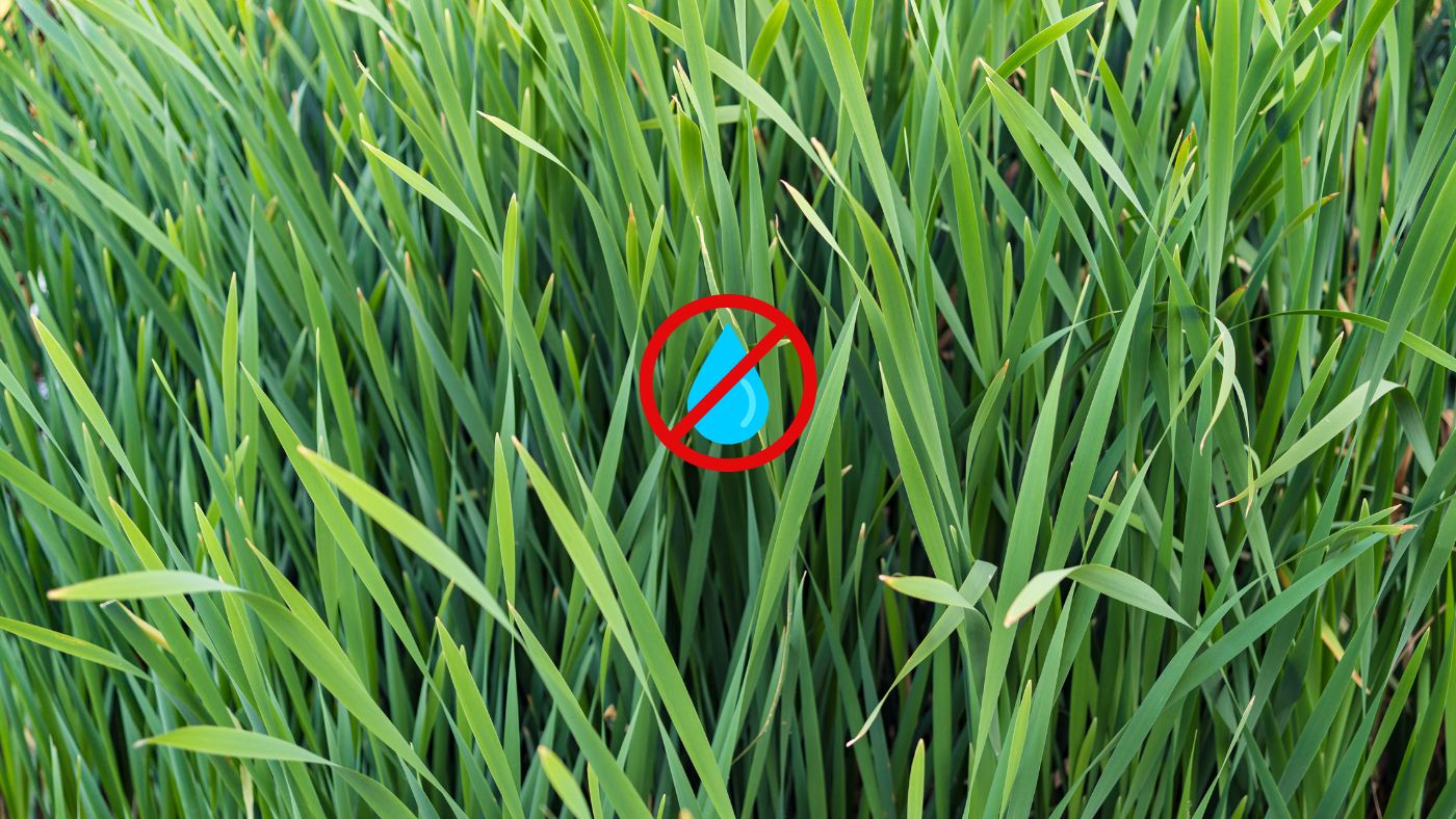 au jardin des rêves, paysagiste pornic