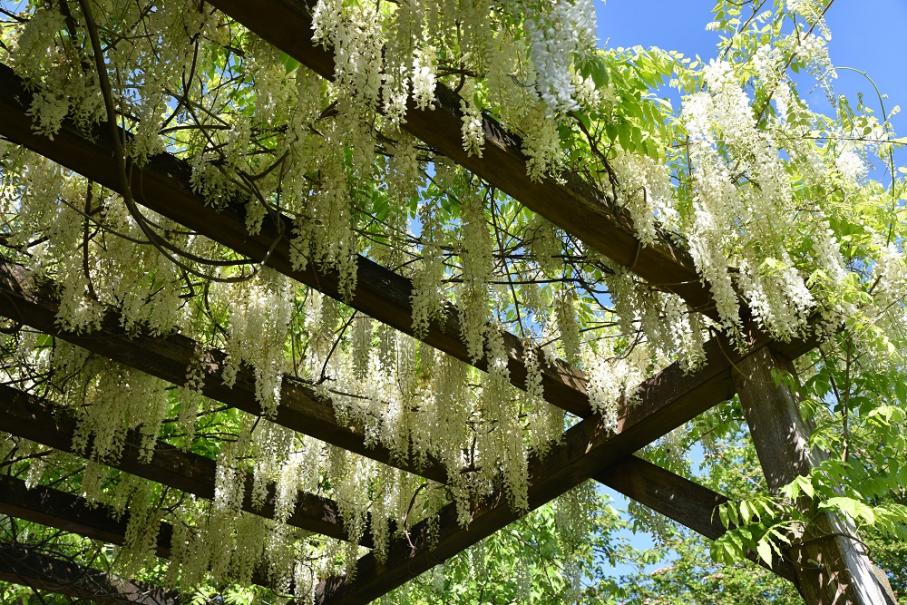 Pergola végétalisée avec glycine blanche – création d’ombrage naturel par Au Jardin des Rêves à Pornic