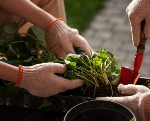 plantation compagnonnage jardin