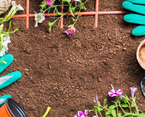 plante au potager au jardin deAs rêves, paysagiste pornic