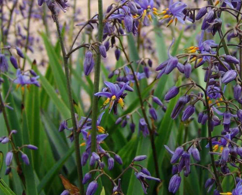 Lis de Tasmanie Dianella caerulea