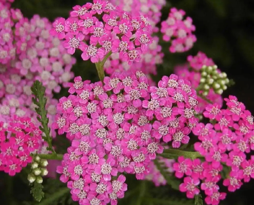 Alchémille millefeuille Achillea millefolium