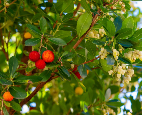 Arbousier Arbutus unedo