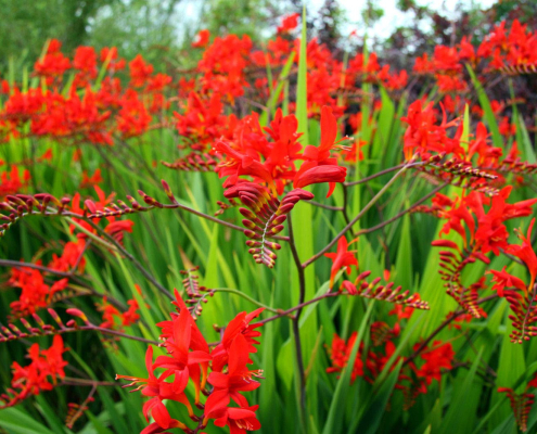 Floraison rouge éclatante de Crocosmia ‘Lucifer’ dans un massif Fleurs rouge vif du Crocosmia ‘Lucifer’, portées par des tiges arquées au-dessus d’un feuillage vert lancéolé.