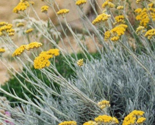 Helichrysum italicum en floraison jaune sur feuillage argenté Touffe d’helichrysum italicum, montrant un feuillage argenté aromatique et de petites fleurs jaunes regroupées.