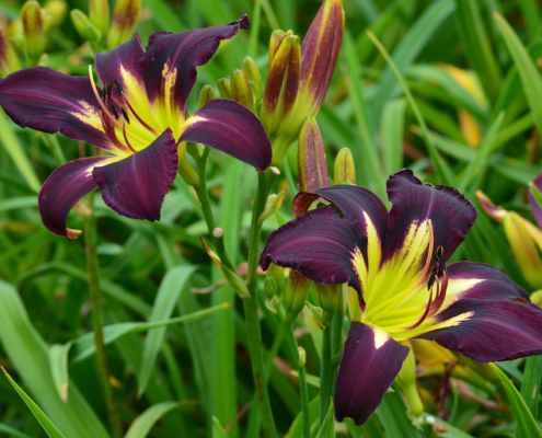 Hemerocalle Hemerocallis