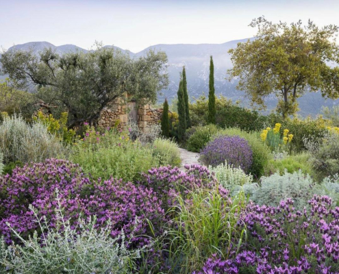 Massif naturaliste coloré avec echinacées, verveines et eupatoires Massif fleuri en style naturaliste, combinant échinacées, verveines et eupatoires dans des tons roses et mauves.