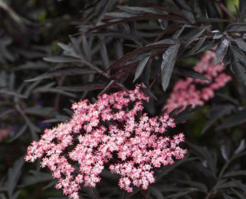 Sureau noir Sambucus nigra “Black Lace”