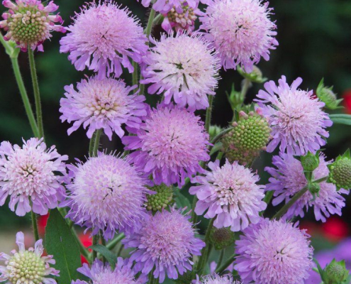 Knautie des champs Knautia arvensis