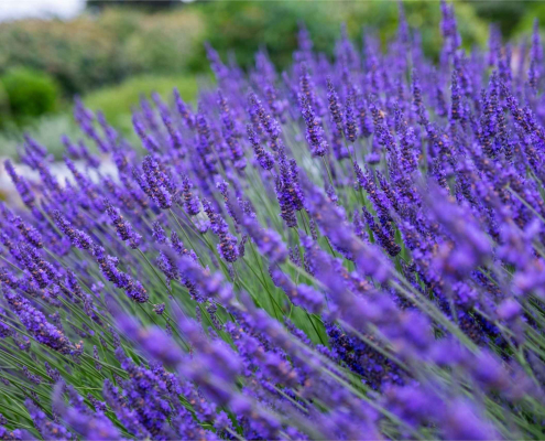 Lavande Lavandula angustifolia