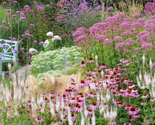 Massif naturaliste avec fusain, échinacées et graminées en fleurs Massif naturaliste coloré composé de fusain à fruits décoratifs, d’échinacées roses et de graminées légères dans un jardin contemporain.