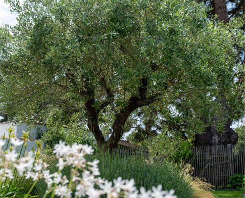 Olivier Olea europea