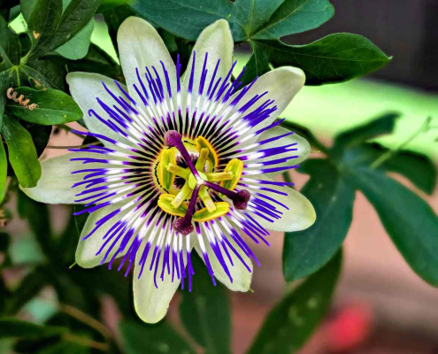 Passiflore Passiflora caerulea