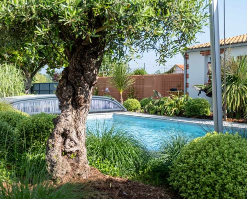 Piscine entourée de massifs végétaux et d’un olivier Piscine intégrée dans un jardin verdoyant avec olivier, arbustes taillés et graminées pour une ambiance naturelle et harmonieuse.