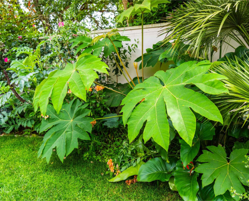 Plante à papier de riz Tetrapanax papyrifera