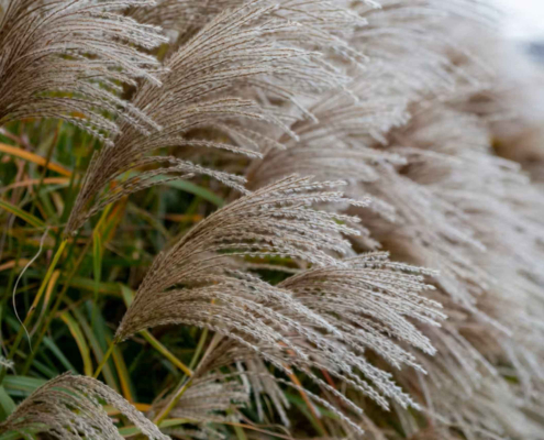 Roseau de Chine Miscanthus sinensis
