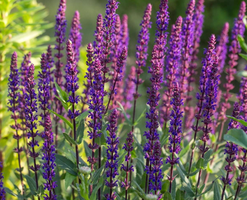 Sauge ‘Caradonna’ en épis pourpres dans un massif ensoleillé Épis floraux pourpres de la sauge ‘Caradonna’, contrastant avec un feuillage vert dans un massif lumineux.