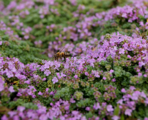 Thym serpolet Thymus serpyllum