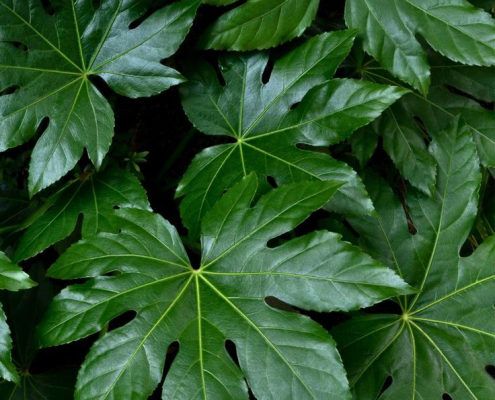 Feuillage graphique et brillant du Fatsia japonica Grandes feuilles palmées et vernissées du Fatsia japonica, formant un feuillage dense et décoratif.