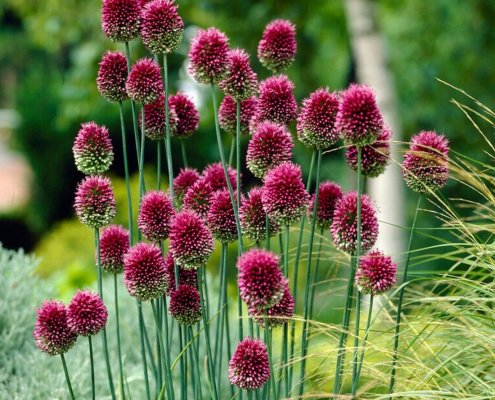 Ail à tête ronde Allium sphaerocephalon