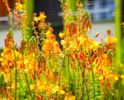 Bulbine Bulbine frutescens