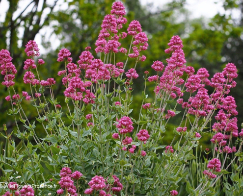 Valériane rouge Centranthus ruber