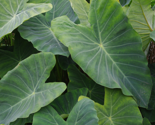 Oreille d’Eléphant Colocasia esculenta