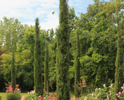 Cyprès totem Cupressus sempervirens
