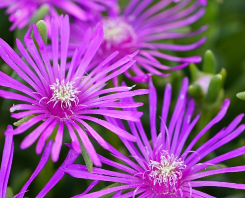 Fleurs éclatantes de Delosperma cooperi dans un massif ensoleillé Fleurs violettes du Delosperma cooperi avec centres blancs, typiques de cette plante vivace résistante à la sécheresse.