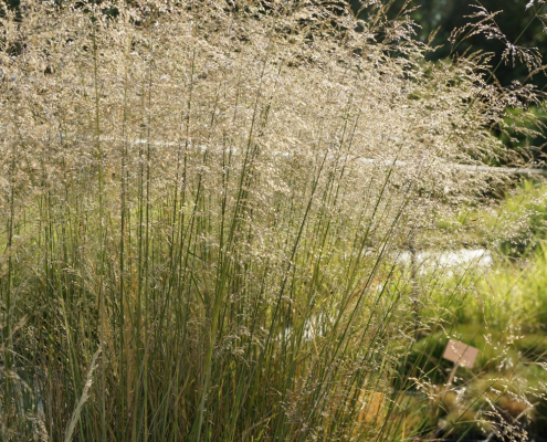 Canche cespiteuse Deschampsia cespitosa