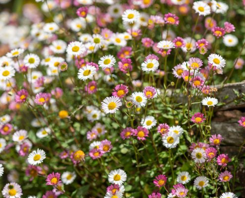 Vergerette de Karvinsky Erigeron karvinskianus