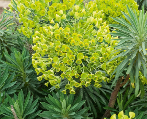 Euphorbe des Guarrigues Euphorbe characias