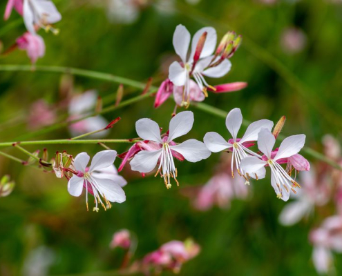 Gaura Gaura lindheimeri