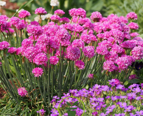 Gazon d’Espagne Arméria maritima