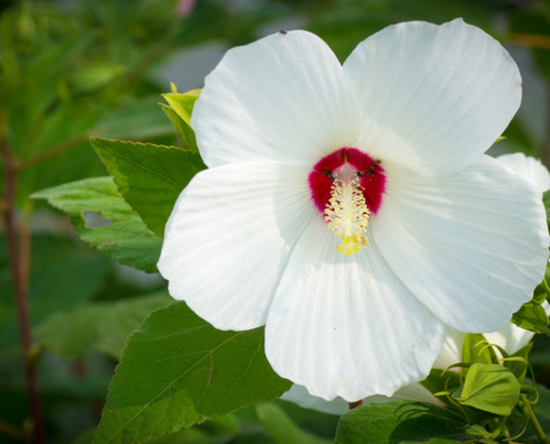 Grande fleur blanche d’hibiscus des marais à cœur rouge Hibiscus des marais à large fleur blanche ornée d’un centre rouge profond, entourée d’un feuillage vert.
