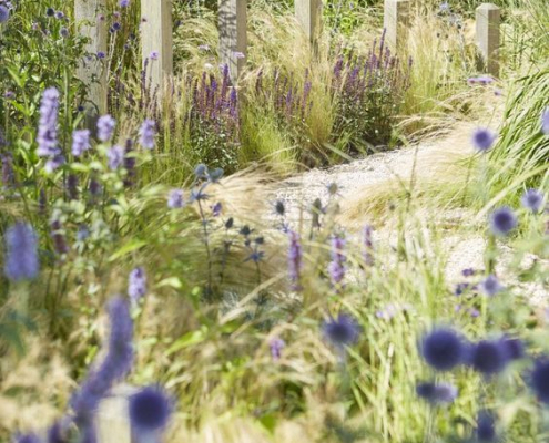 Sentier sinueux entouré de graminées et fleurs violettes dans un jardin naturaliste Allée en gravier traversant un jardin naturaliste mêlant graminées mouvantes, échinops et salvia en fleurs, délimitée par des potelets en bois.