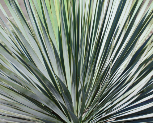Feuillage graphique bleu-vert d’un yucca en gros plan Feuilles étroites et rigides d’un yucca formant une rosette graphique aux teintes bleu-vert.