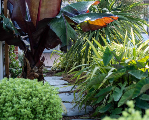 Allée de pas japonais dans un jardin tropical luxuriant Allée en pas japonais traversant un jardin tropical dense, avec bananier rouge, feuillages exotiques et massifs verdoyants créant une ambiance dépaysante.