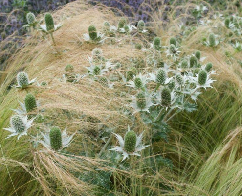 Massif naturaliste mêlant eryngium argenté et graminées ondoyantes Eryngium argenté entouré de graminées légères dans un massif au style naturaliste et mouvant.