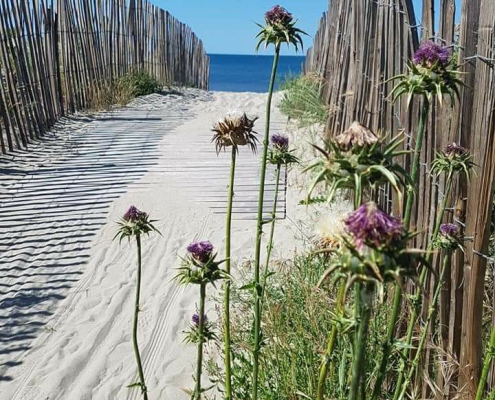 Chemin sablonneux vers la plage bordé de ganivelles et de chardons Sentier de sable menant à la mer, encadré de ganivelles en bois et de chardons sauvages en fleurs.