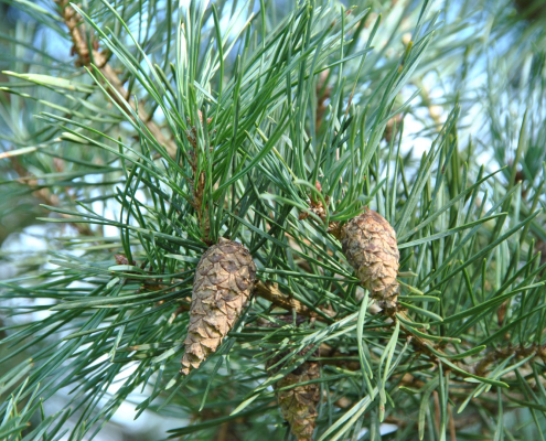 Pin sylvestre Pinus sylvestris