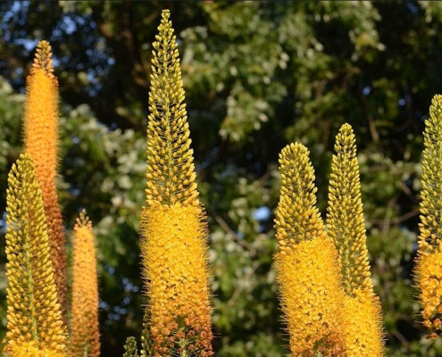 Lis des steppes géant Eremerus robustus