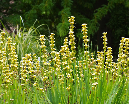 Massif de Sisyrinchium striatum en floraison jaune pâle Tiges dressées de Sisyrinchium striatum portant de petites fleurs jaune pâle au-dessus d’un feuillage vertical.