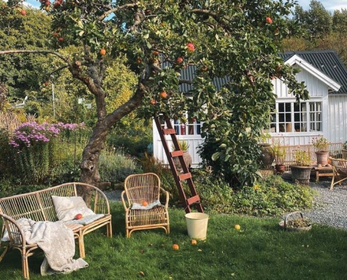 Pommier chargé de fruits dans un jardin champêtre avec coin détente en rotin Pommier ancien portant des pommes mûres au-dessus d’un salon de jardin en rotin sur une pelouse verdoyante.