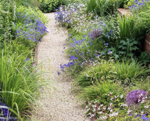 Allée gravillonnée entourée de vivaces fleuries et graminées dans un jardin luxuriant Chemin en gravier serpentant au milieu d’un jardin abondant, bordé de vivaces aux tons bleus, violets et jaunes, mêlées à des graminées légères.