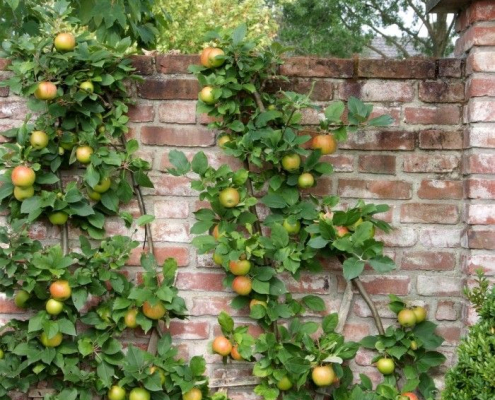 Pommier palissé portant des fruits contre un mur en briques Pommier palissé produisant de nombreuses pommes, fixé contre un mur en briques dans un jardin ornemental
